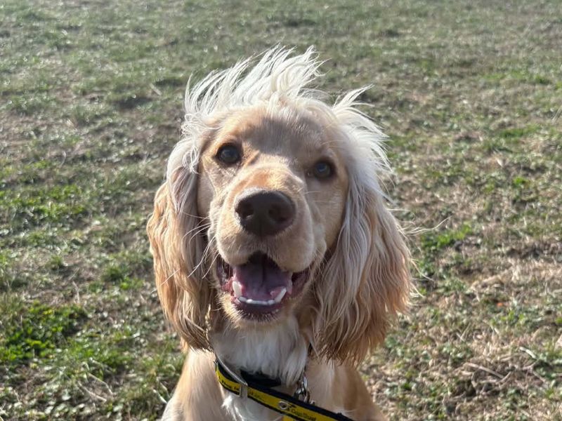 Cocker Spaniel Dogs And Puppies For Adoption