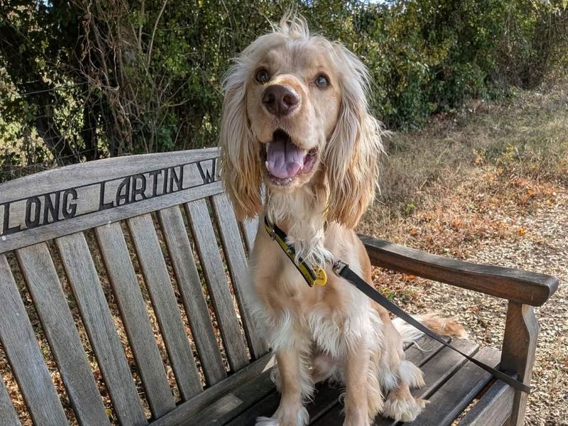 Theodore | Spaniel (Cocker) | Evesham (Worcestershire) - 3