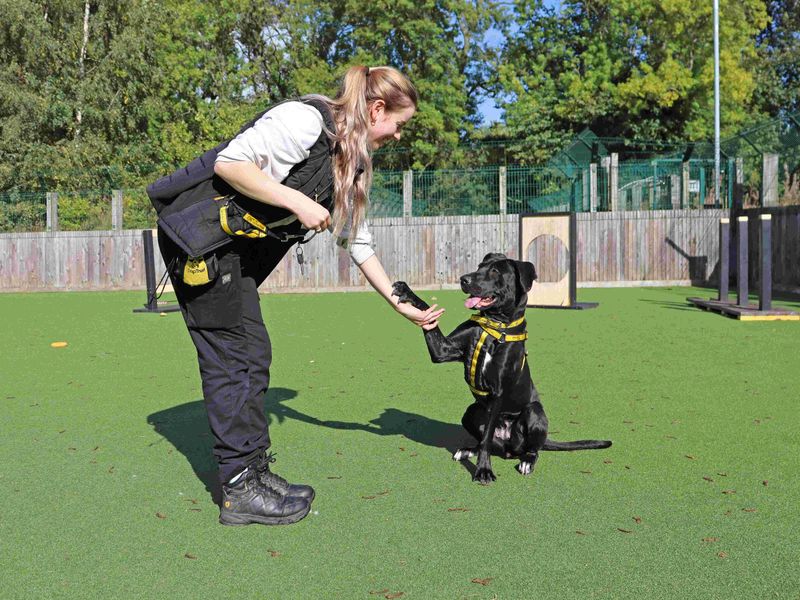 Stormi | Spanish Mastiff Cross | Glasgow - 1