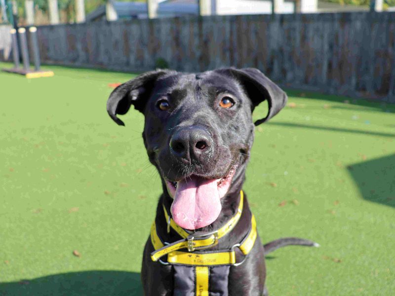Stormi | Spanish Mastiff Cross | Glasgow - 2