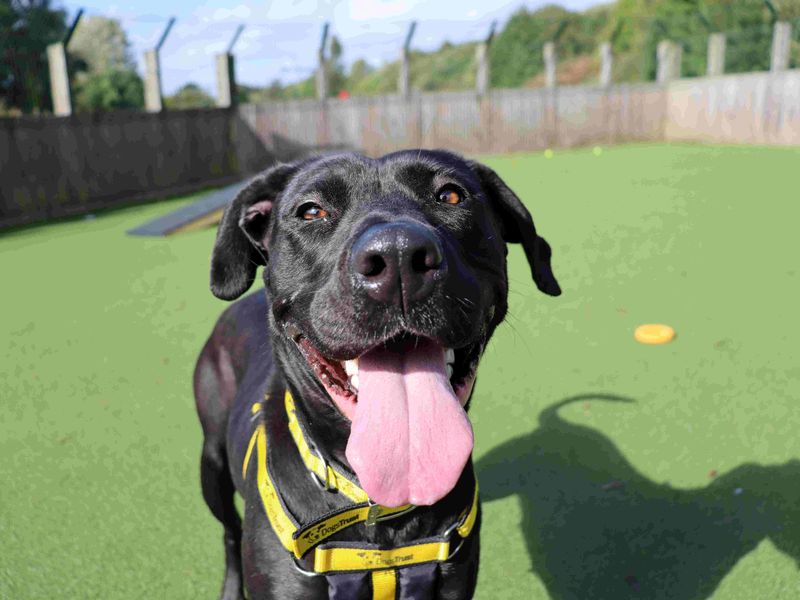 Stormi | Spanish Mastiff Cross | Glasgow - 4