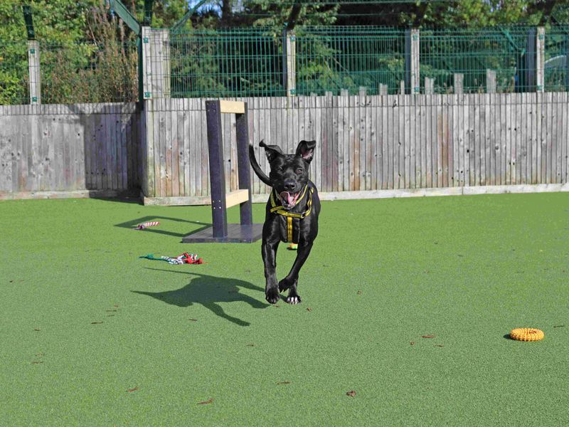Stormi | Spanish Mastiff Cross | Glasgow - 3