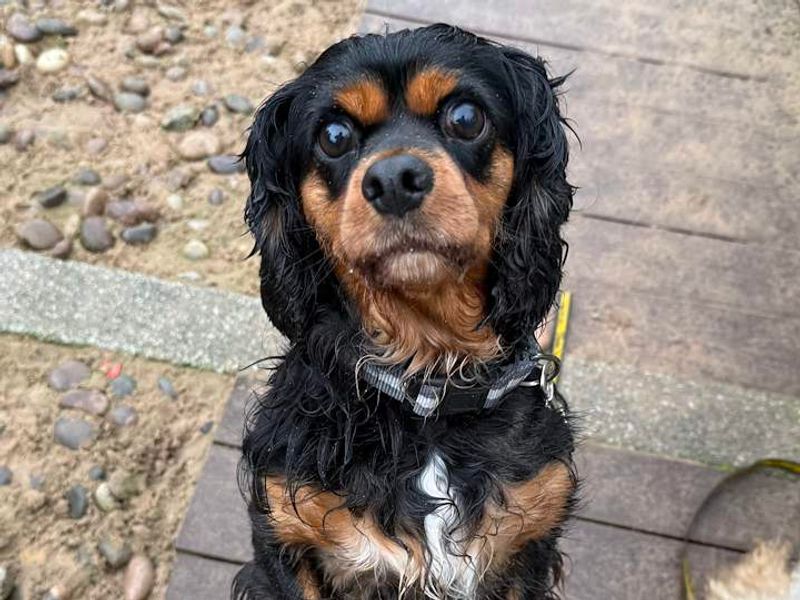 Tracey & Dawn | Spaniel (Cavalier King Charles) | Cardiff - 3