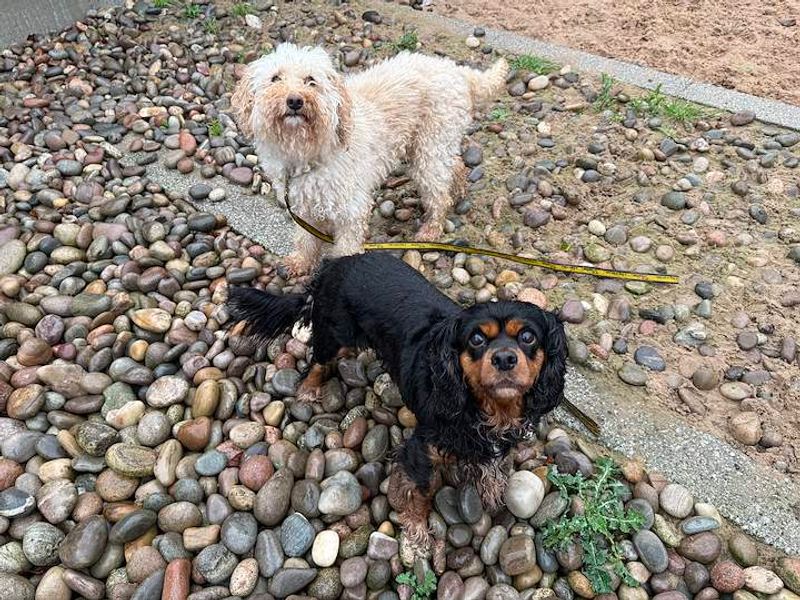 Tracey & Dawn | Spaniel (Cavalier King Charles) | Cardiff - 10
