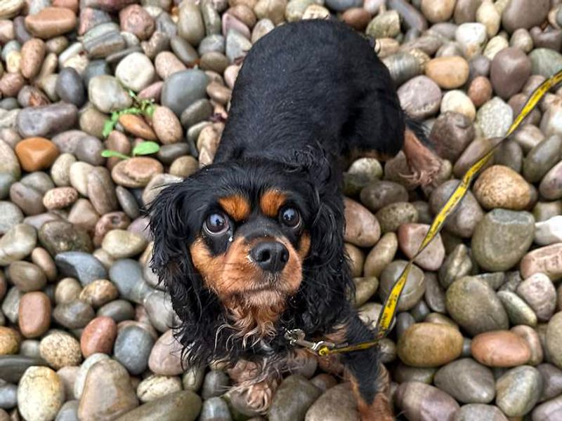 Cavalier King Charles Spaniel Dogs And Puppies For Adoption