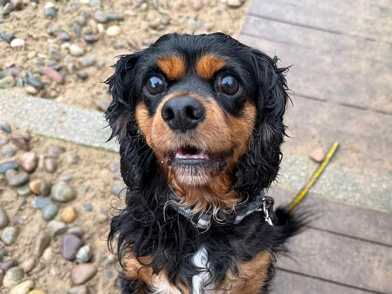 Tracey & Dawn | Spaniel (Cavalier King Charles) | Cardiff - 5