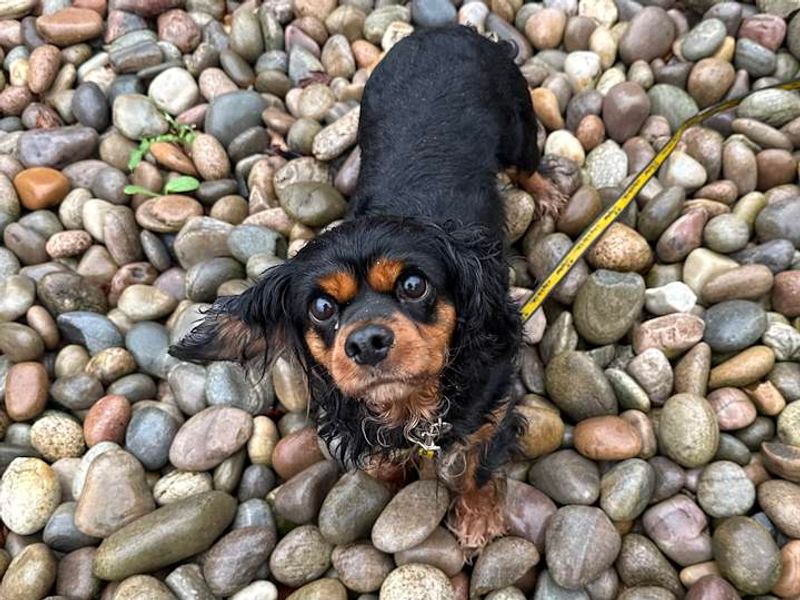 Tracey & Dawn | Spaniel (Cavalier King Charles) | Cardiff - 9