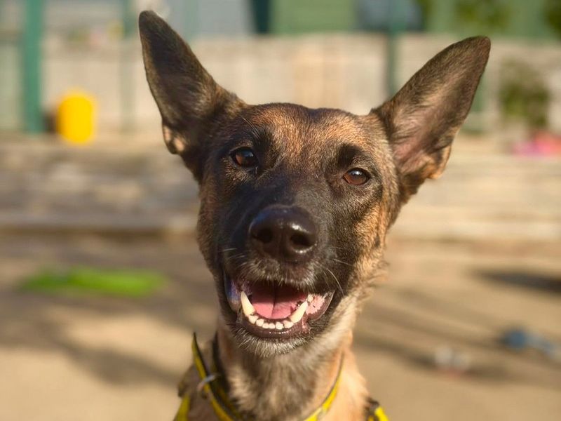 Arwen | Belgian Shepherd Dog (Malinois) | Harefield West London - 1