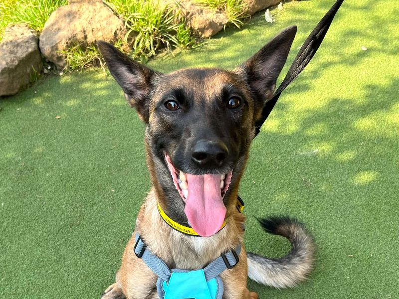 Arwen | Belgian Shepherd Dog (Malinois) | Harefield West London - 2