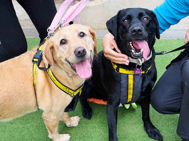 Luna | Retriever (Labrador) | Leeds - 1