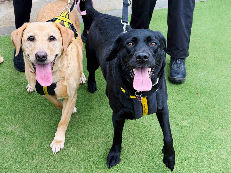 Luna | Retriever (Labrador) | Leeds - 2