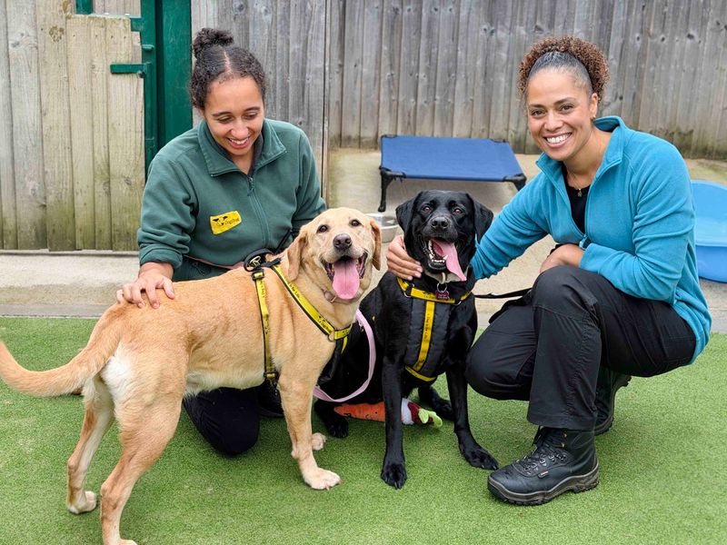 Luna | Retriever (Labrador) | Leeds - 3