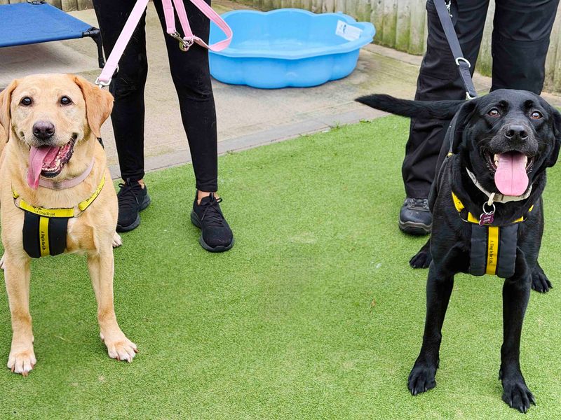 Luna | Retriever (Labrador) | Leeds - 5