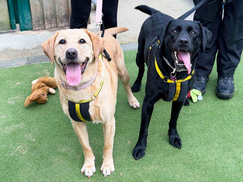 Luna | Retriever (Labrador) | Leeds - 4