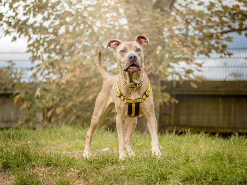 Fudge | Italian Corso Dog Cross | Kenilworth (West Midlands) - 3