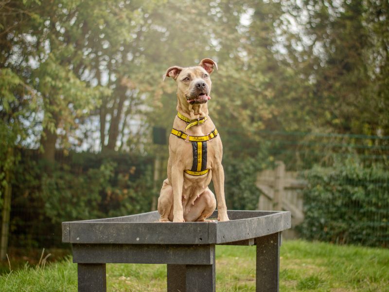 Fudge | Italian Corso Dog Cross | Kenilworth (West Midlands) - 1