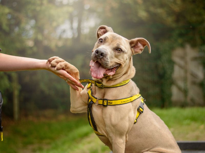 Fudge | Italian Corso Dog Cross | Kenilworth (West Midlands) - 2
