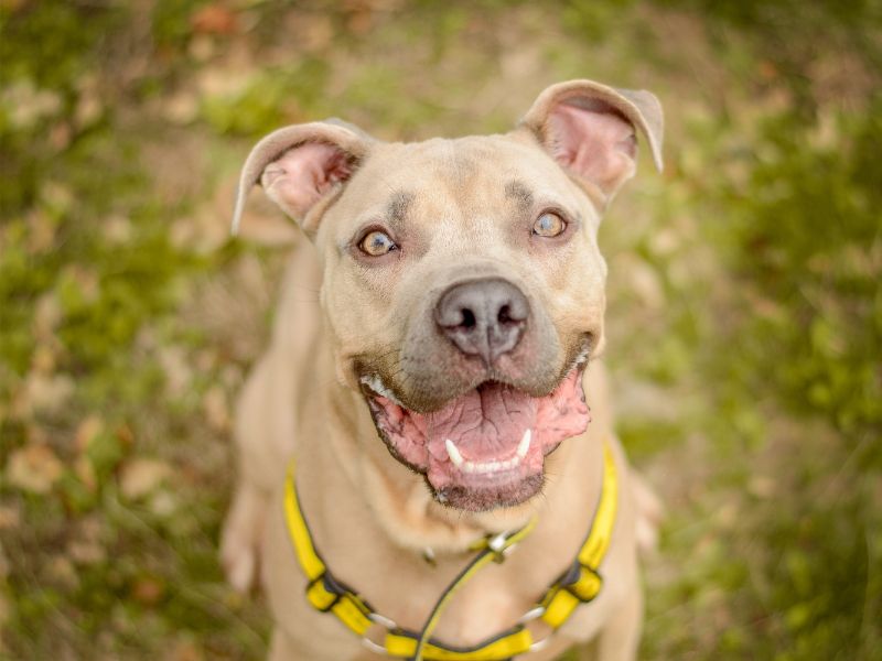 Fudge | Italian Corso Dog Cross | Kenilworth (West Midlands) - 4