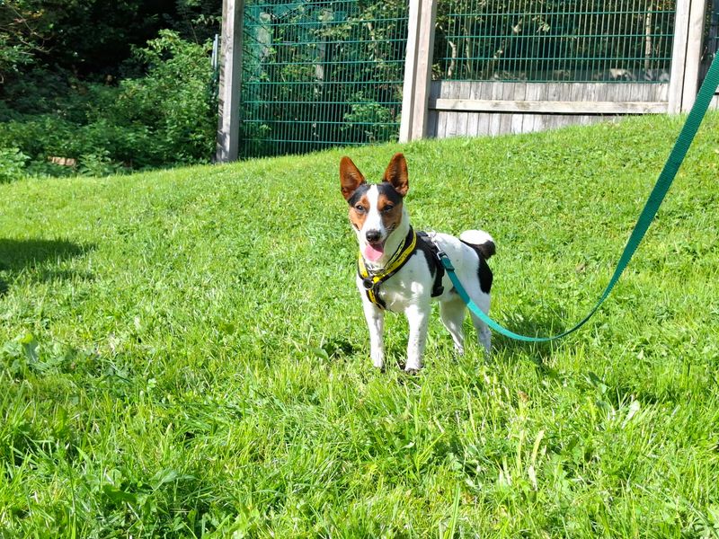 Milo - Image 3 of 3