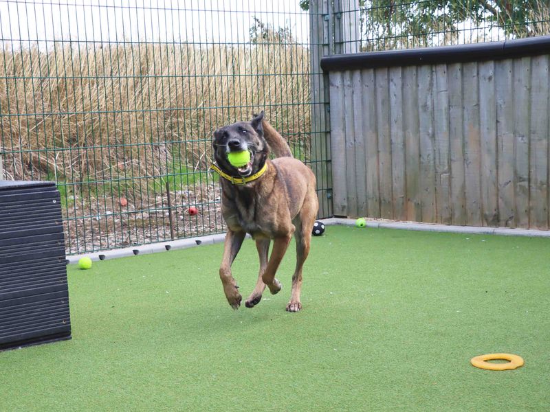 Maggie | Belgian Shepherd Dog (Malinois) | Darlington - 3