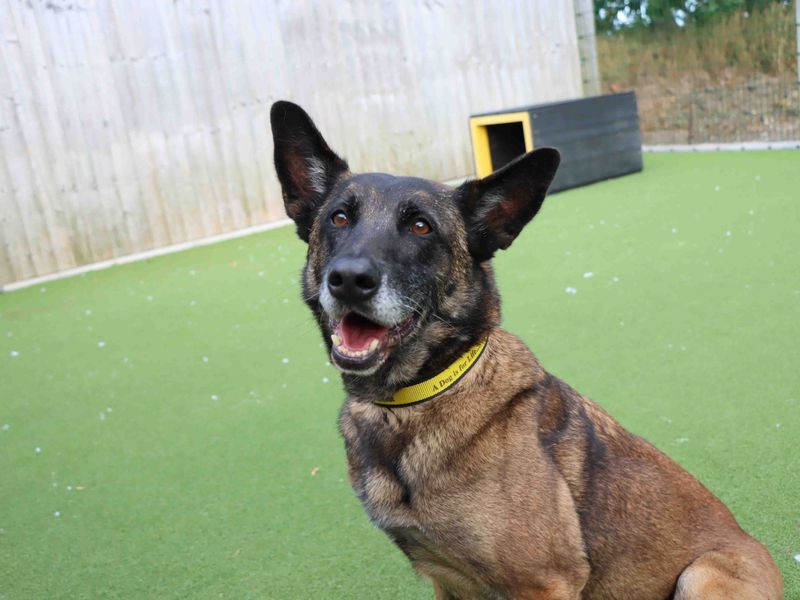 Maggie | Belgian Shepherd Dog (Malinois) | Darlington - 4
