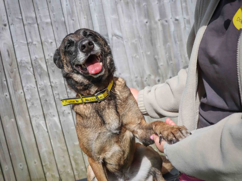 Maggie | Belgian Shepherd Dog (Malinois) | Darlington - 2