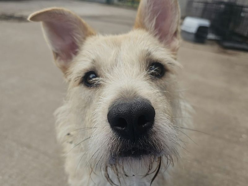 Sandy | Terrier (Jack Russell) Cross | Shrewsbury (Shropshire) - 4