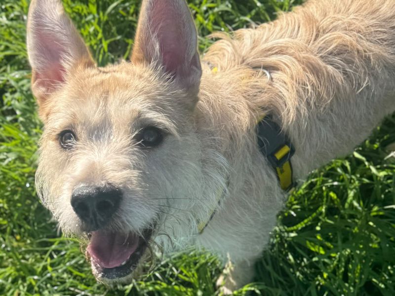 Sandy | Terrier (Jack Russell) Cross | Shrewsbury (Shropshire) - 2