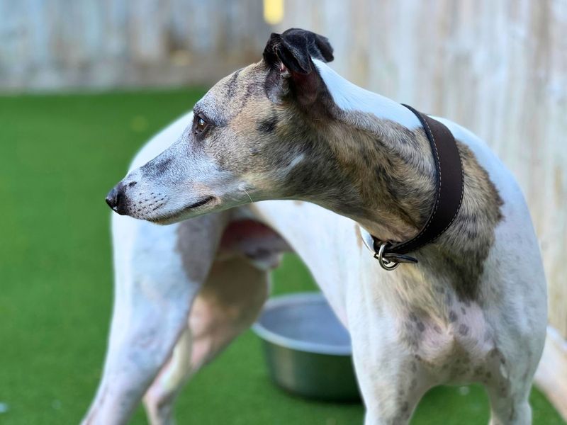 Percy | Whippet | Salisbury (Wiltshire) - 2