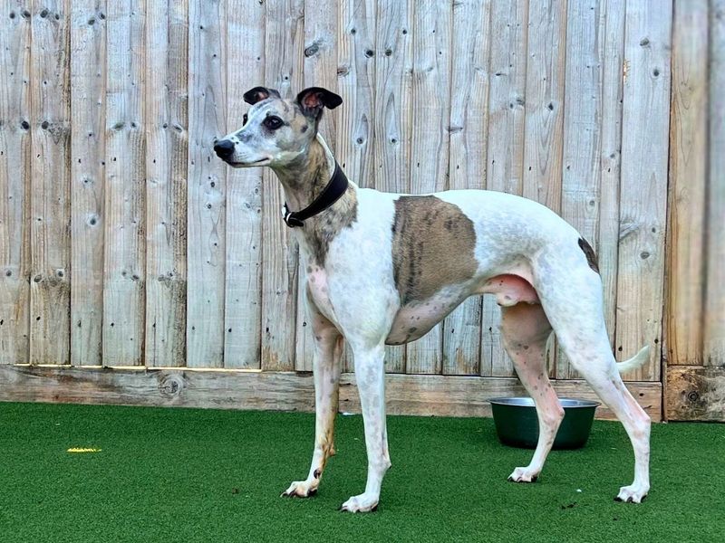 Percy | Whippet | Salisbury (Wiltshire) - 4