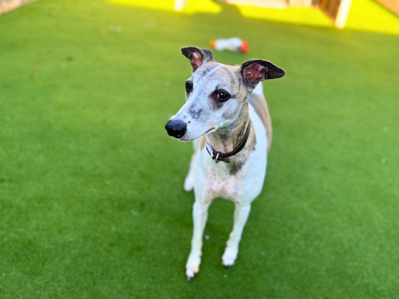 Percy | Whippet | Salisbury (Wiltshire) - 6