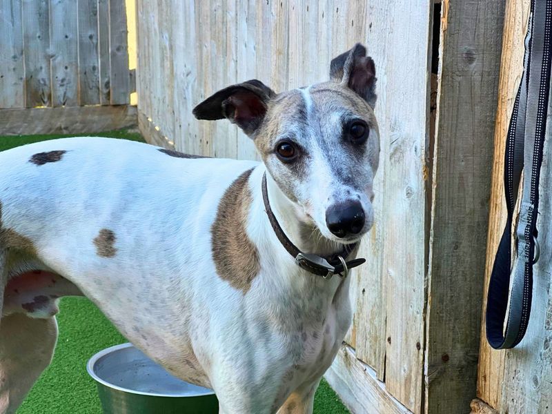 Percy | Whippet | Salisbury (Wiltshire) - 3