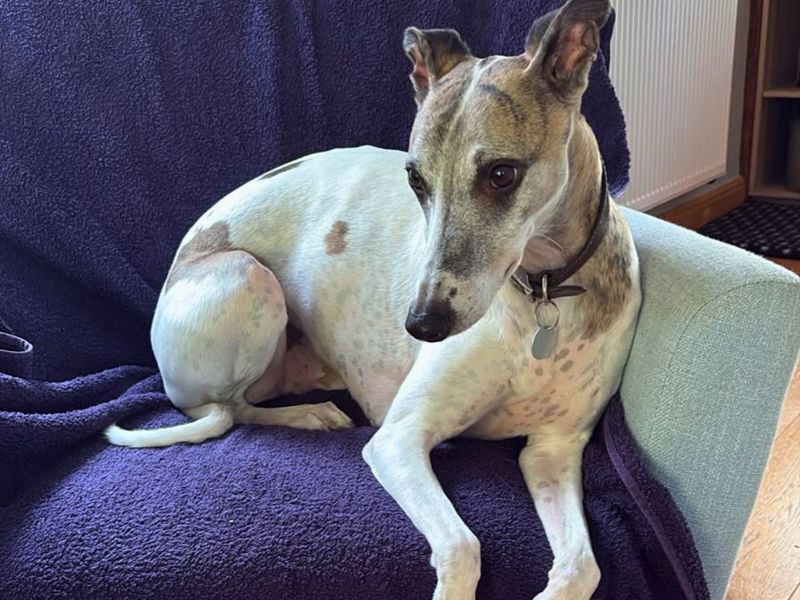Percy | Whippet | Salisbury (Wiltshire) - 5