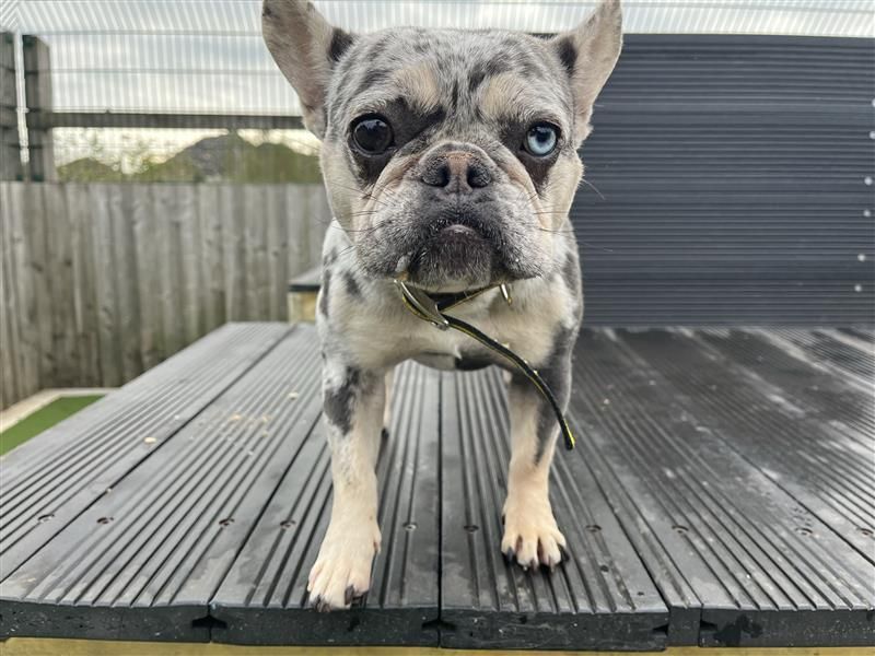 Pearl | French Bulldog | Cardiff - 3