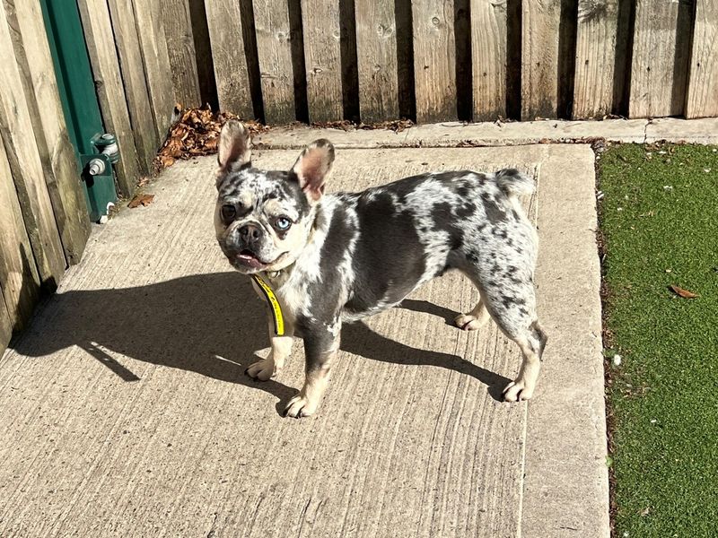 French Bulldog Dogs And Puppies For Adoption