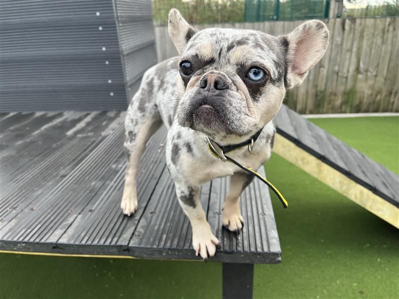 Pearl | French Bulldog | Cardiff - 4