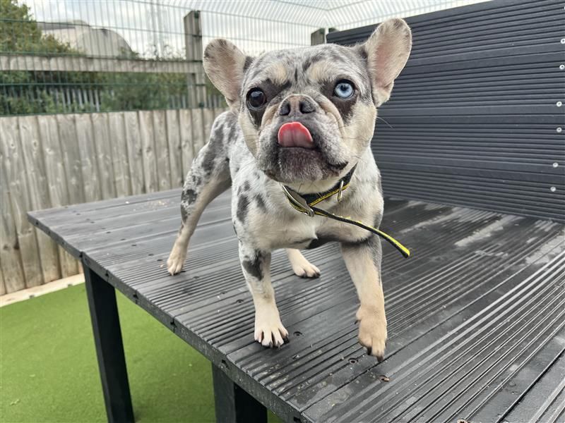 Pearl | French Bulldog | Cardiff - 2