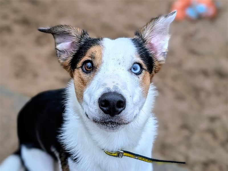Collie-Flower