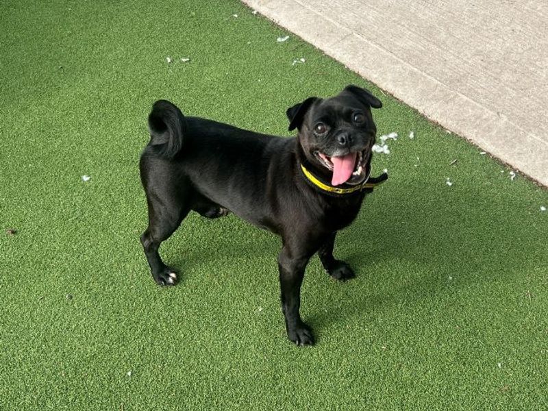 Olive | Pug Cross | Cardiff - 3