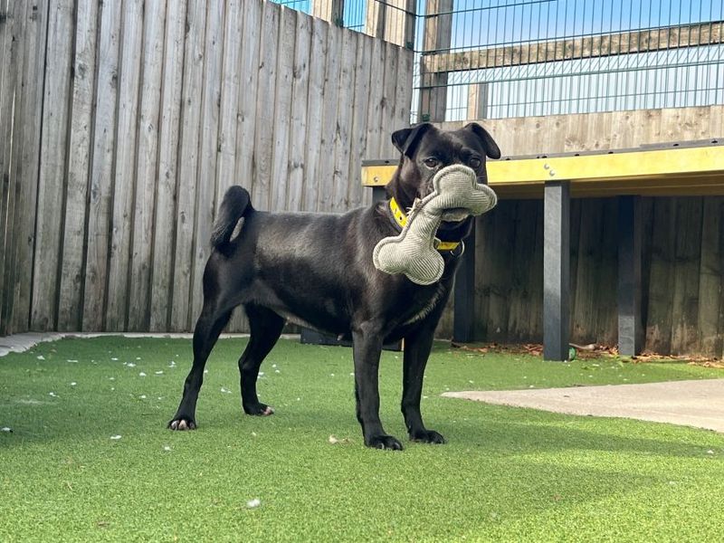 Olive | Pug Cross | Cardiff - 2