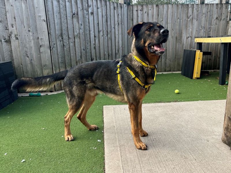 Bramble | German Shepherd Dog Cross | Cardiff - 3
