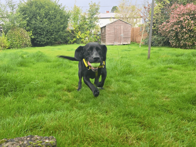 Otis | Spaniel (Welsh Springer) Cross | Dundee - 4