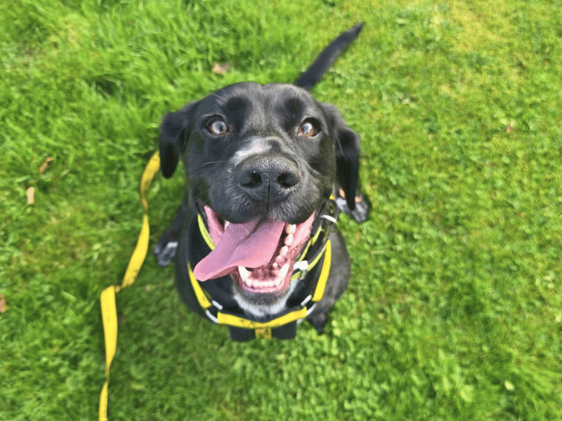 Otis | Spaniel (Welsh Springer) Cross | Dundee - 2