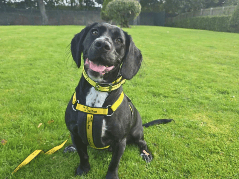 Otis | Spaniel (Welsh Springer) Cross | Dundee - 1