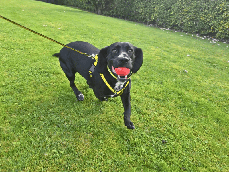 Otis | Spaniel (Welsh Springer) Cross | Dundee - 6
