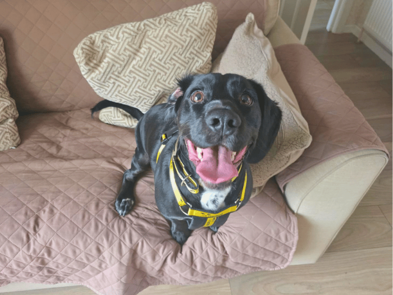 Otis | Spaniel (Welsh Springer) Cross | Dundee - 3