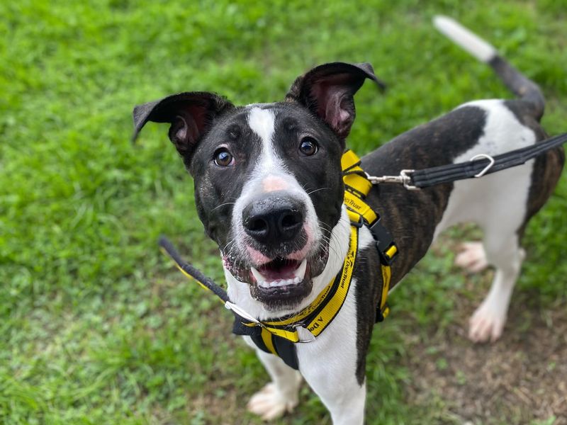 Mango | Lurcher Cross | Shrewsbury (Shropshire) - 2