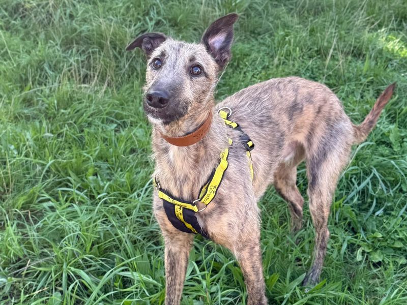 Mateo | Lurcher | Shrewsbury (Shropshire) - 3
