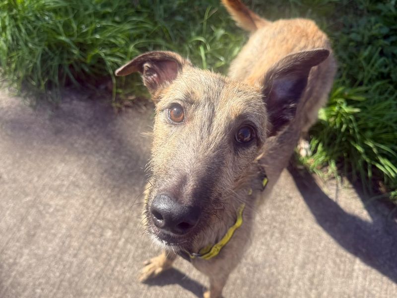 Mateo | Lurcher | Shrewsbury (Shropshire) - 1