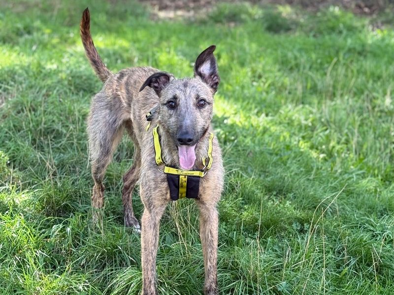 Mateo | Lurcher | Shrewsbury (Shropshire) - 2